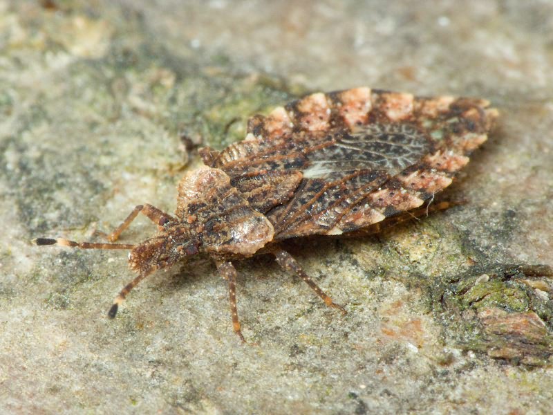 Aradus betulae (Linnaeus, 1758)